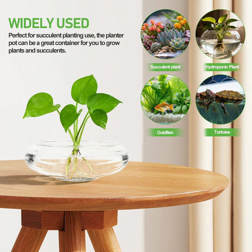 Elegant Clear Glass Vase Bowl - Versatile Terrarium and Succulent Planter for Home and Office Decor